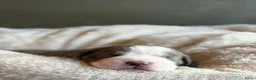 Kruising honden te koop: Prachtig nest bully xl en amerikaanse stafford in Heerhugowaard - Advertentie 7