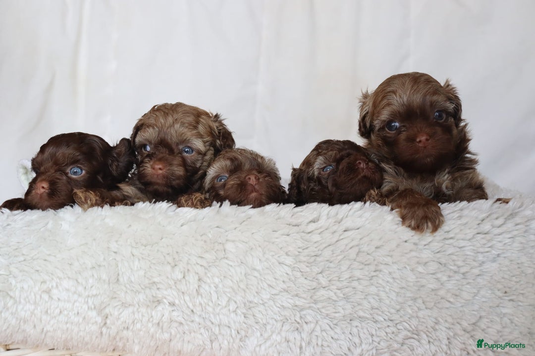 Bolonka Zwetna honden te koop:  We hebben nog 1 ♂️ bolonka zwetna beschikbaar  - Advertentie 5