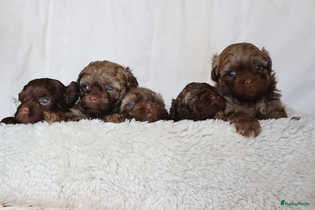 Bolonka Zwetna honden te koop:  We hebben nog 1 ♂️ bolonka zwetna beschikbaar  - Advertentie 3