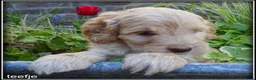 Labradoodle honden te koop: Labradoodle medium pups - Advertentie 6