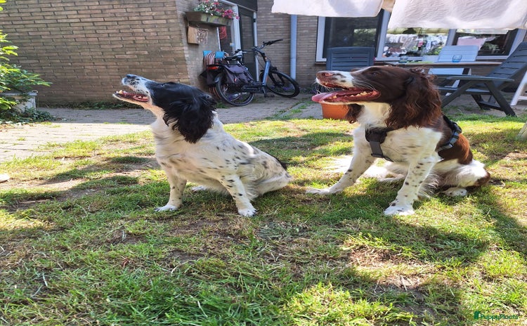 Engelse Springer Spaniel honden - Advertentie 11