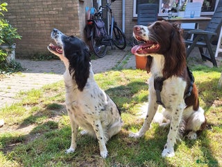 Engelse Springer Spaniel honden - Advertentie 20
