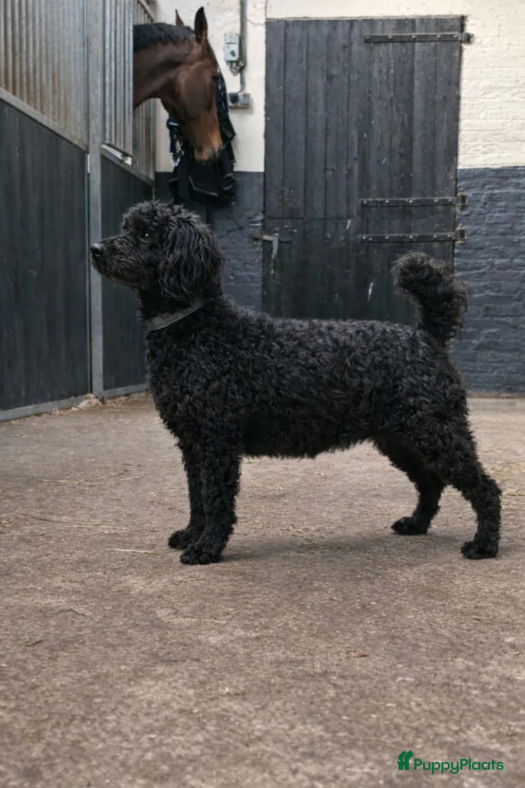 Australian Labradoodle honden te koop: Medium Australian labradoodle pups 🩷💙 - Advertentie 2