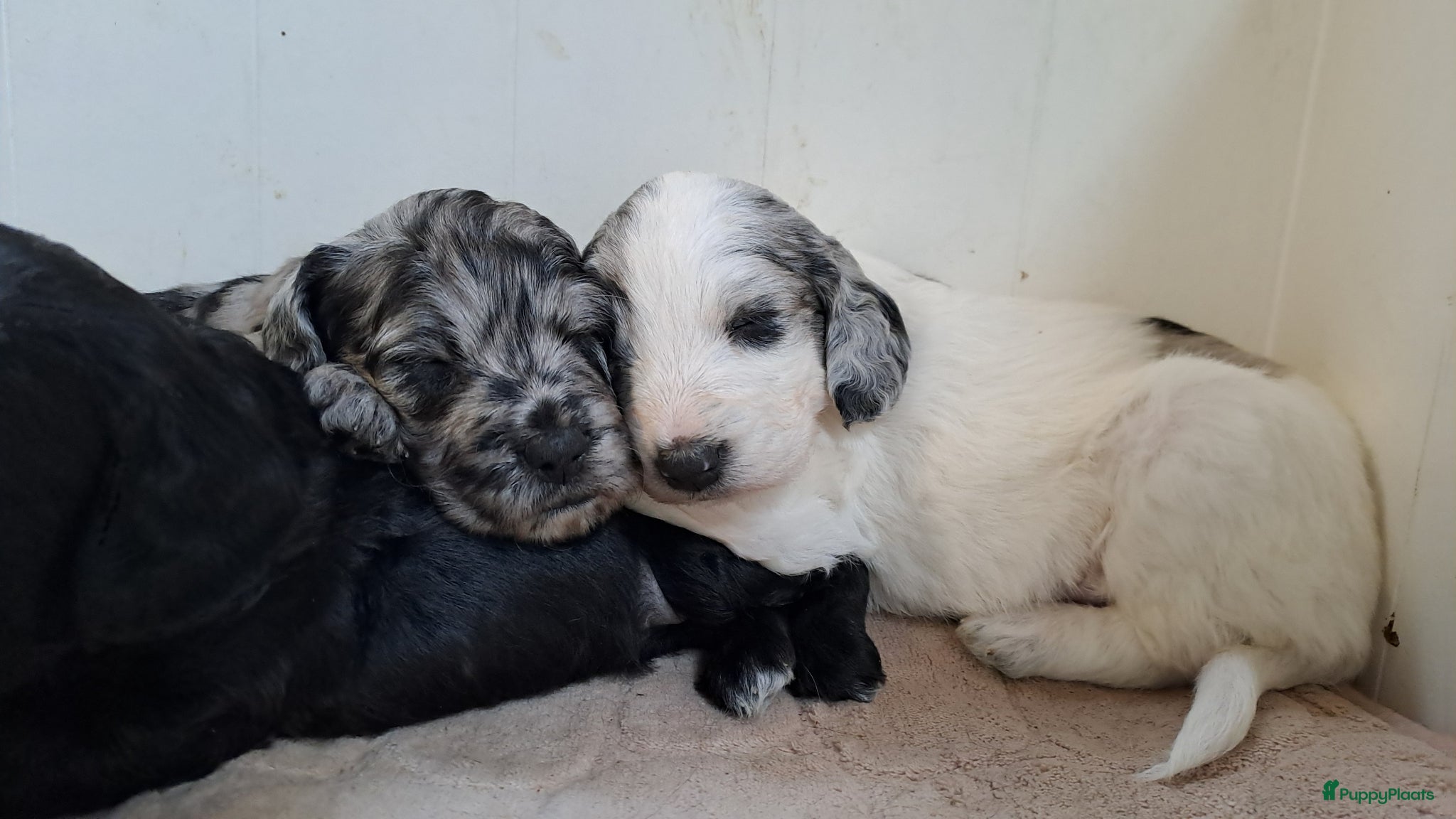 Kruising honden Pups Friese Stabij x Poedel blue merle - Advertentie 5