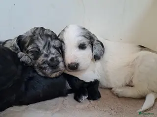 Kruising honden Pups Friese Stabij x Poedel blue merle - Advertentie 5
