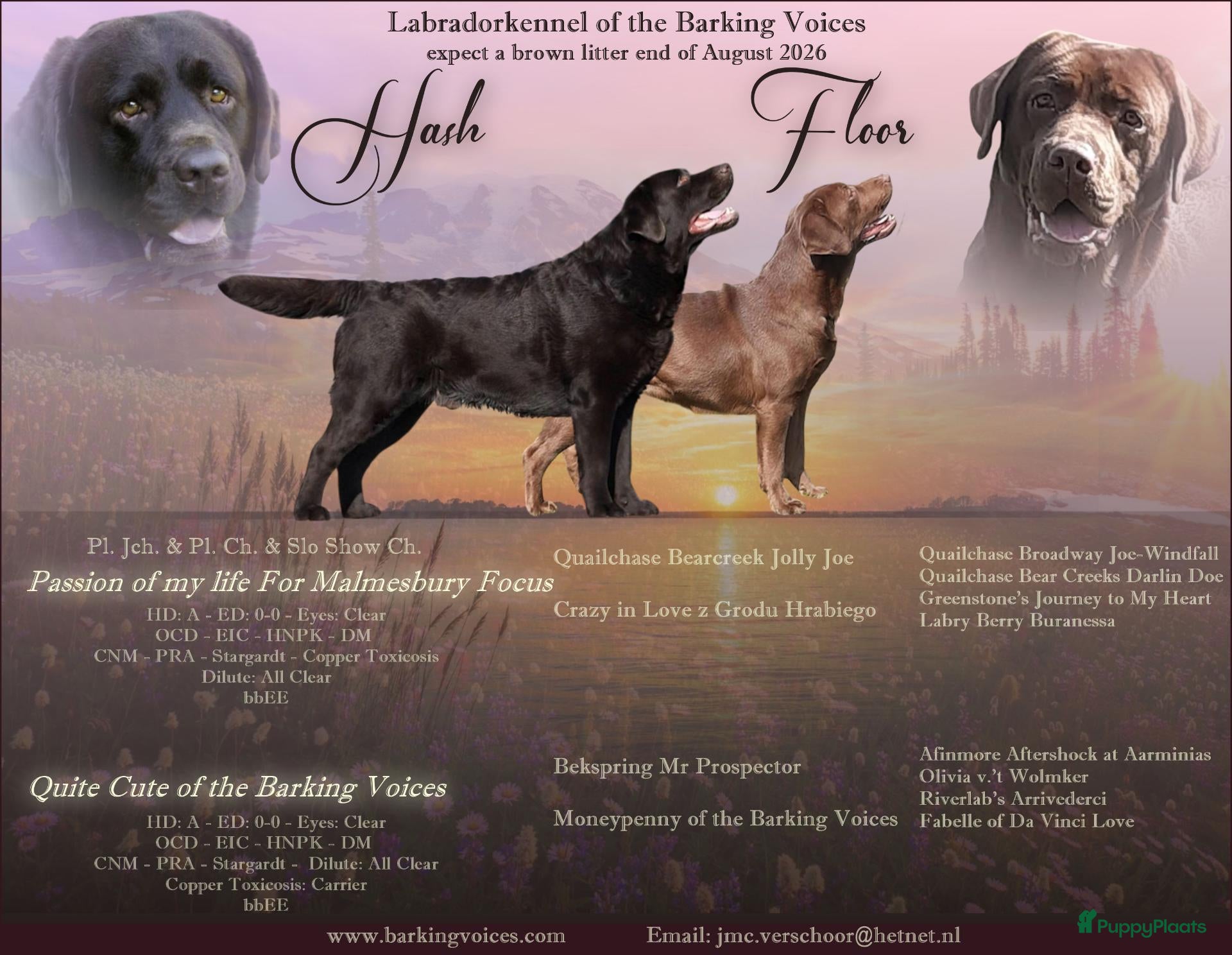 Labrador Retriever honden Bruine labrador pups - Advertentie 14