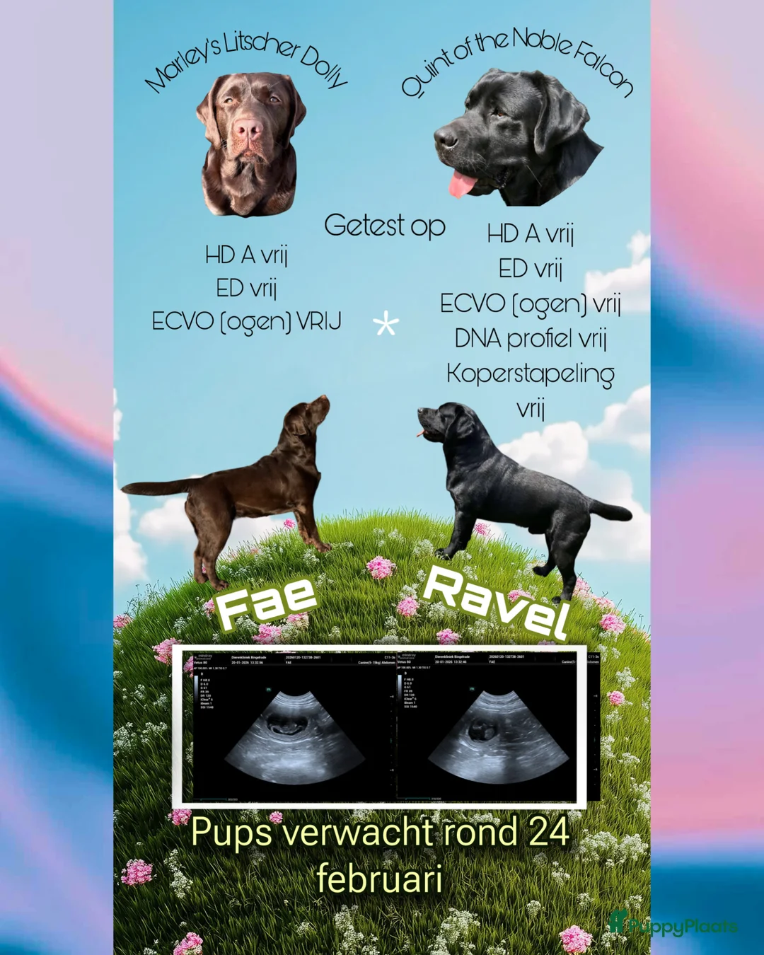 Labrador Retriever honden te koop: Labrador pups met stamboom - Advertentie 5