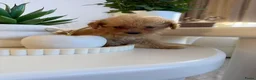 Poedel Toy honden te koop: Toy pooedel teefjes  - Advertentie 12