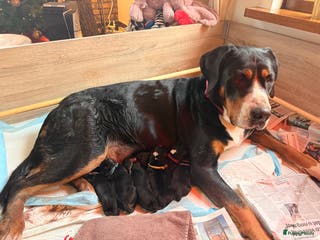 Grote Zwitserse Sennenhond honden Grote Zwitserse Sennen pups (27-11) - Advertentie 2