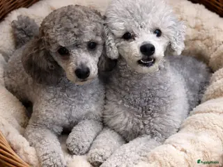 Dwergpoedel honden Dwergpoedel - Advertentie 1