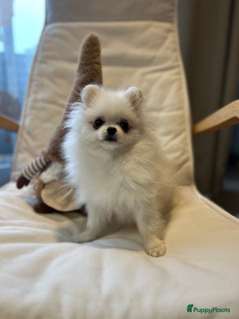 Pomeriaan honden Pomeranian Mila❤️ - Advertentie 1