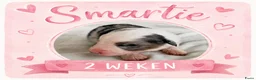 Australian Shepherd honden te koop: Stamboom pups geboren!  - Advertentie 2