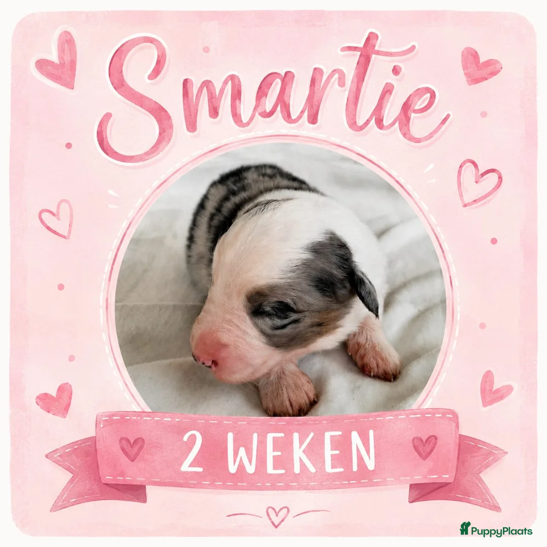Australian Shepherd honden te koop: Stamboom pups geboren!  - Advertentie 2