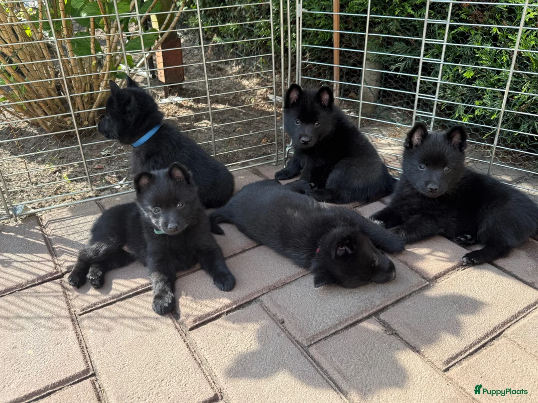 Schipperke honden te koop: Schipperkes pup - Advertentie 5