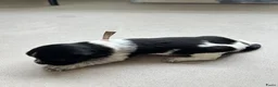 Nederlandse Schapendoes honden te koop: Prachtige schapendoesjes - Advertentie 5