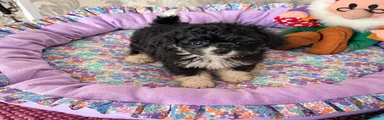 Pomapoo
