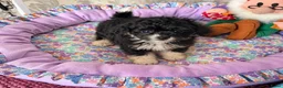 Kruising honden te koop: Pomapoo reutje zie beschrijving  - Advertentie 2