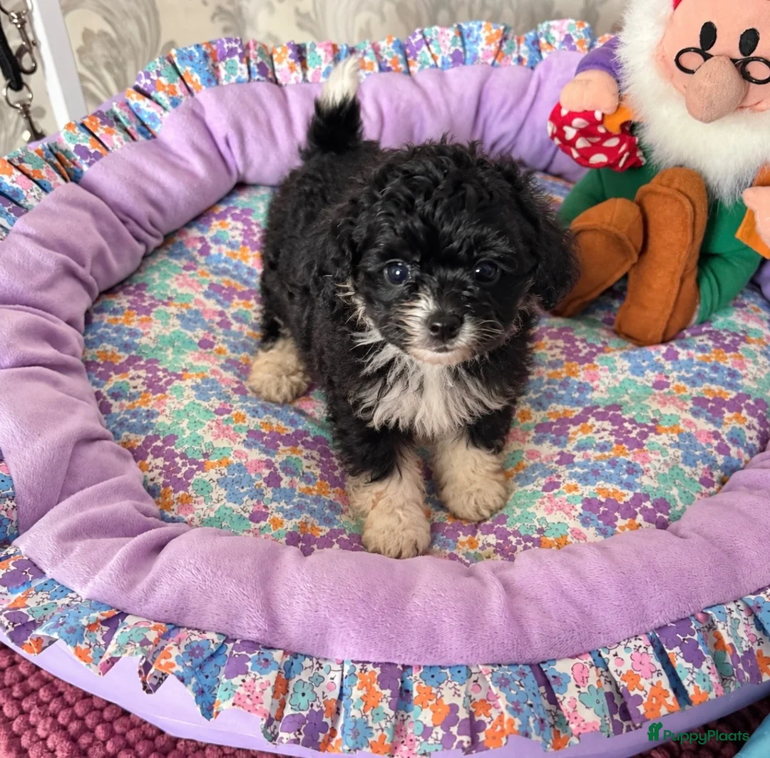 Kruising honden te koop: Pomapoo reutje zie beschrijving  - Advertentie 2