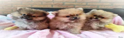 Pomeriaan honden te koop: Drie zeer schattige mini bearface pomeranian pups! - Advertentie 15