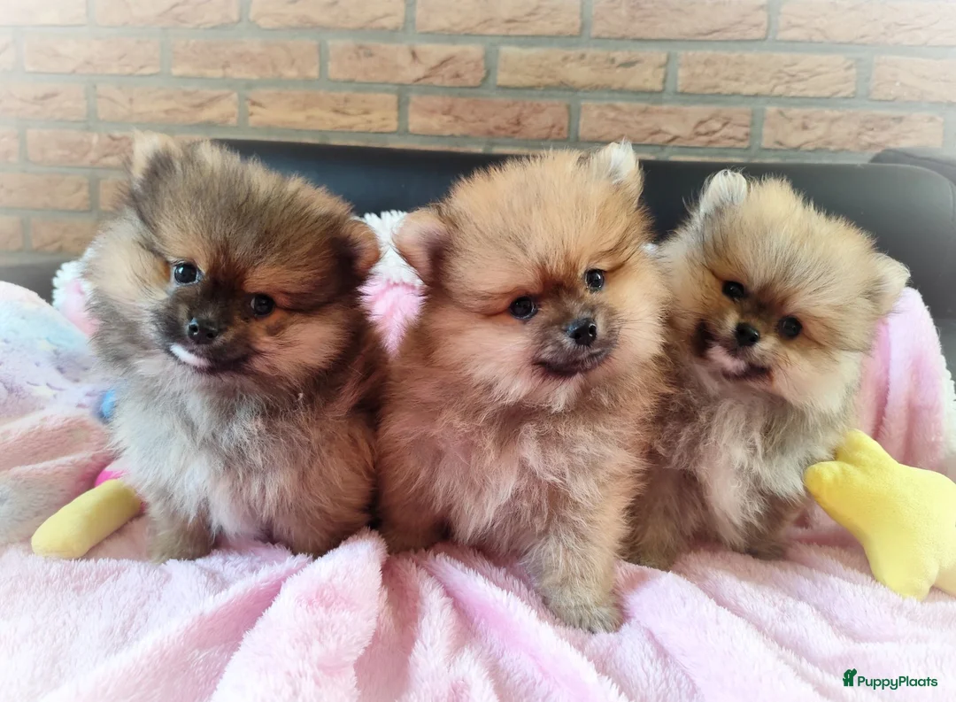 Pomeriaan honden te koop: Drie zeer schattige mini bearface pomeranian pups! - Advertentie 15