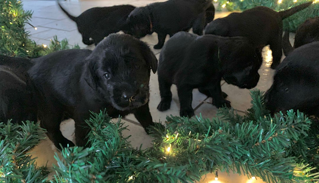 Kruising honden te koop: Puppy’s te koop – Labrador x Riesenschnauzer mix - Advertentie 18