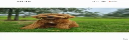 Australian Labradoodle honden te koop: Mini Australian labradoedel  in Oss - Advertentie 1