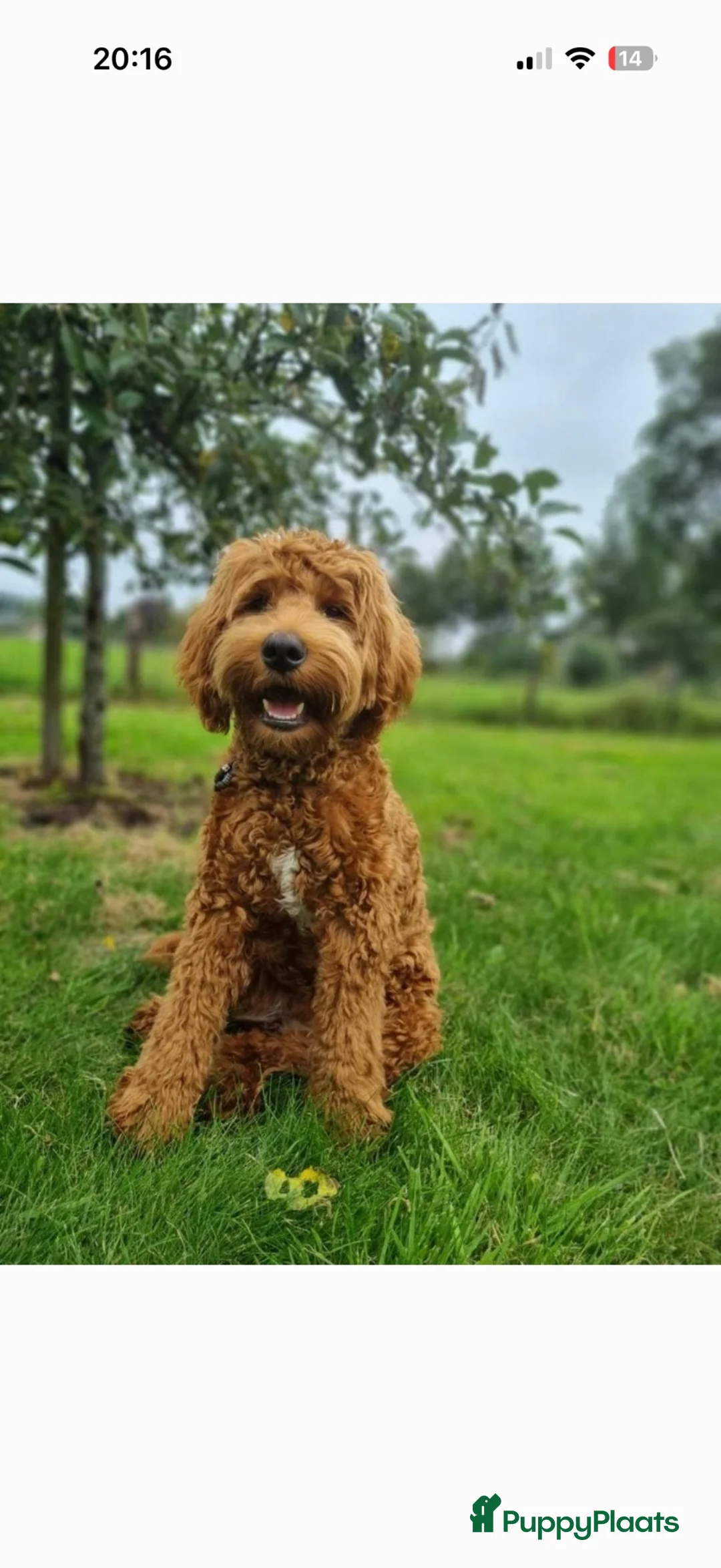 Australian Labradoodle honden te koop: Mini Australian labradoedel  in Oss - Advertentie 1