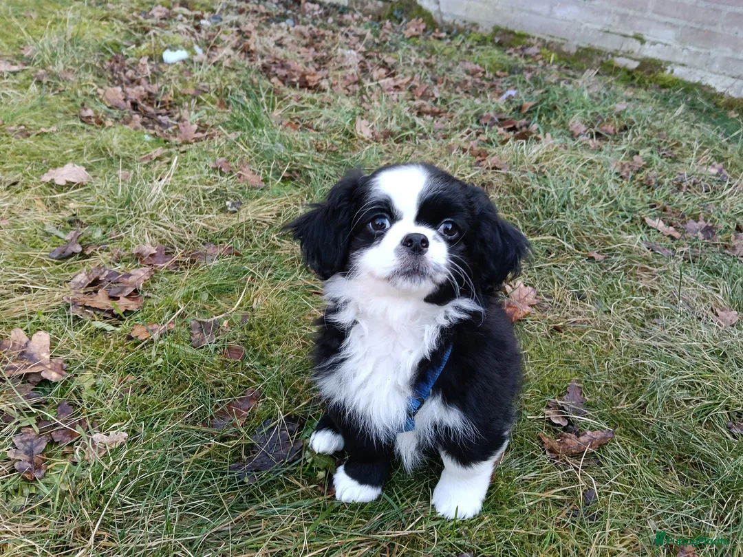 Kruising honden te koop: Leuke lieve puppy  - Advertentie 6