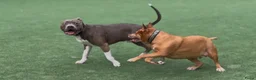 Kruising honden te koop: 5 puppers Red Nose Pitbull/American Bully - Advertentie 2