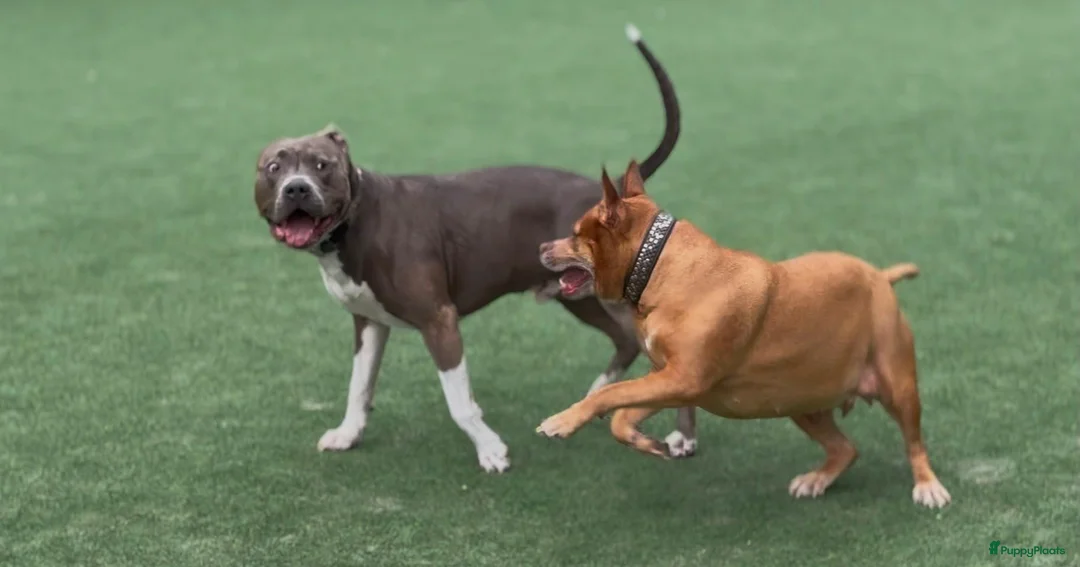 Kruising honden te koop: 5 puppers Red Nose Pitbull/American Bully - Advertentie 2