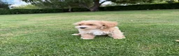 Maltipoo honden te koop: Maltipoo (Maltezer x Poedel) pups - Advertentie 3