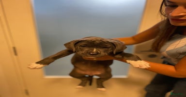 American Staffordshire Terriër honden Staffordpups (teefjes/donkergrijze) 9 weekjes oud! - Advertentie 13