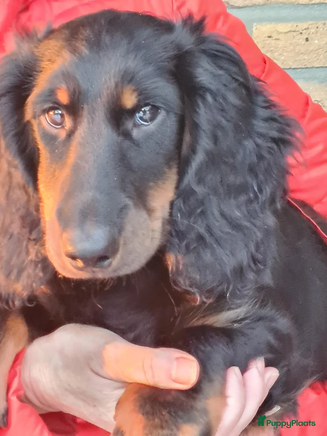 Teckel (langhaar) honden te koop: Teckelpups langhaar standaard. - Advertentie 3