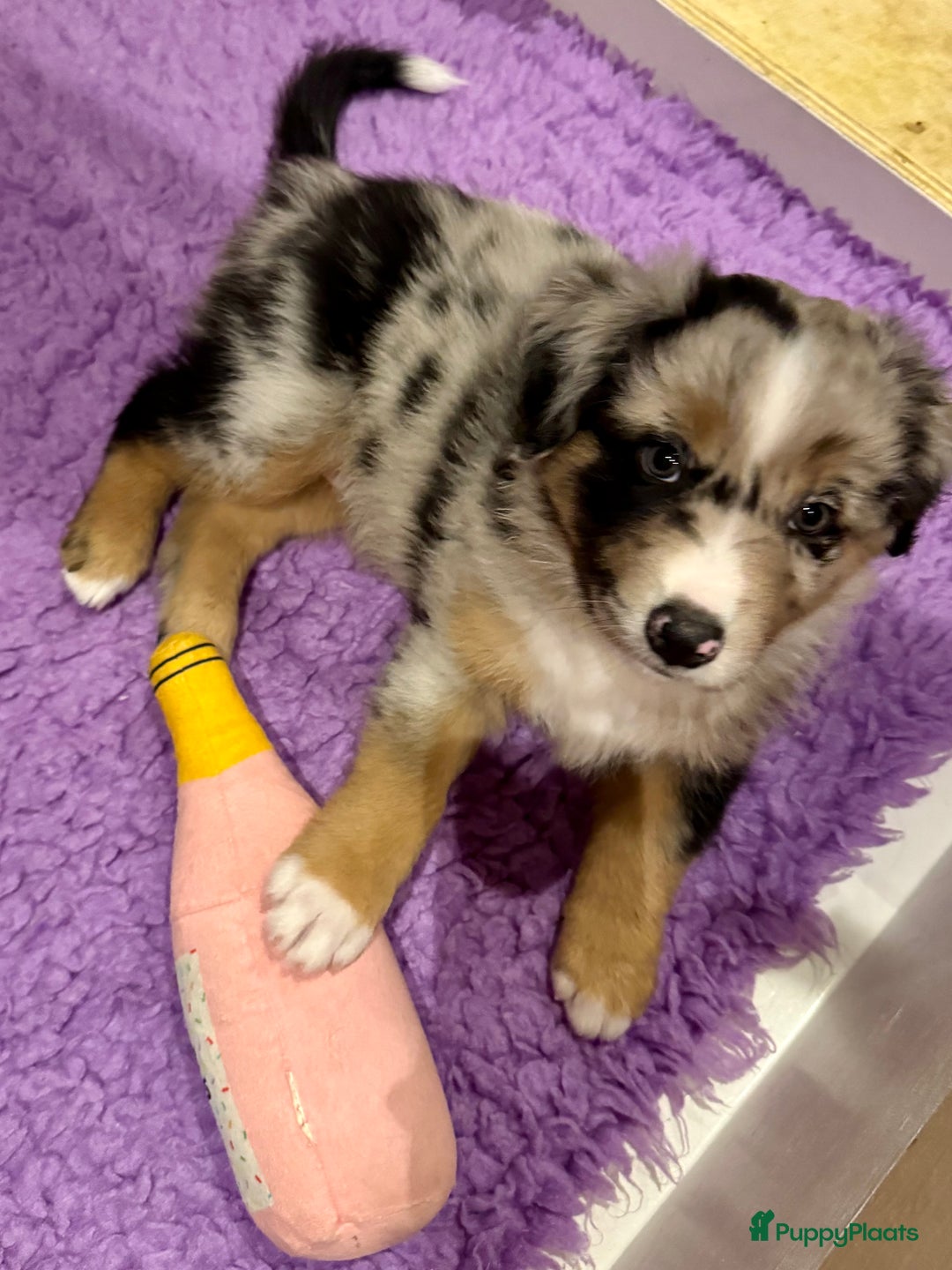 Australian Shepherd honden te koop: Prachtig en gezond nestje Australian Shepherds  - Advertentie 14