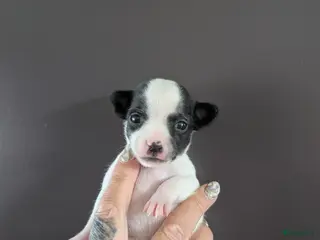 Chihuahua honden raszuiver chihuahua puppy reutje - Advertentie 1