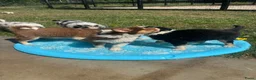 Australian Shepherd honden te koop: Aussies pups zoeken een gouden mandje  - Advertentie 11