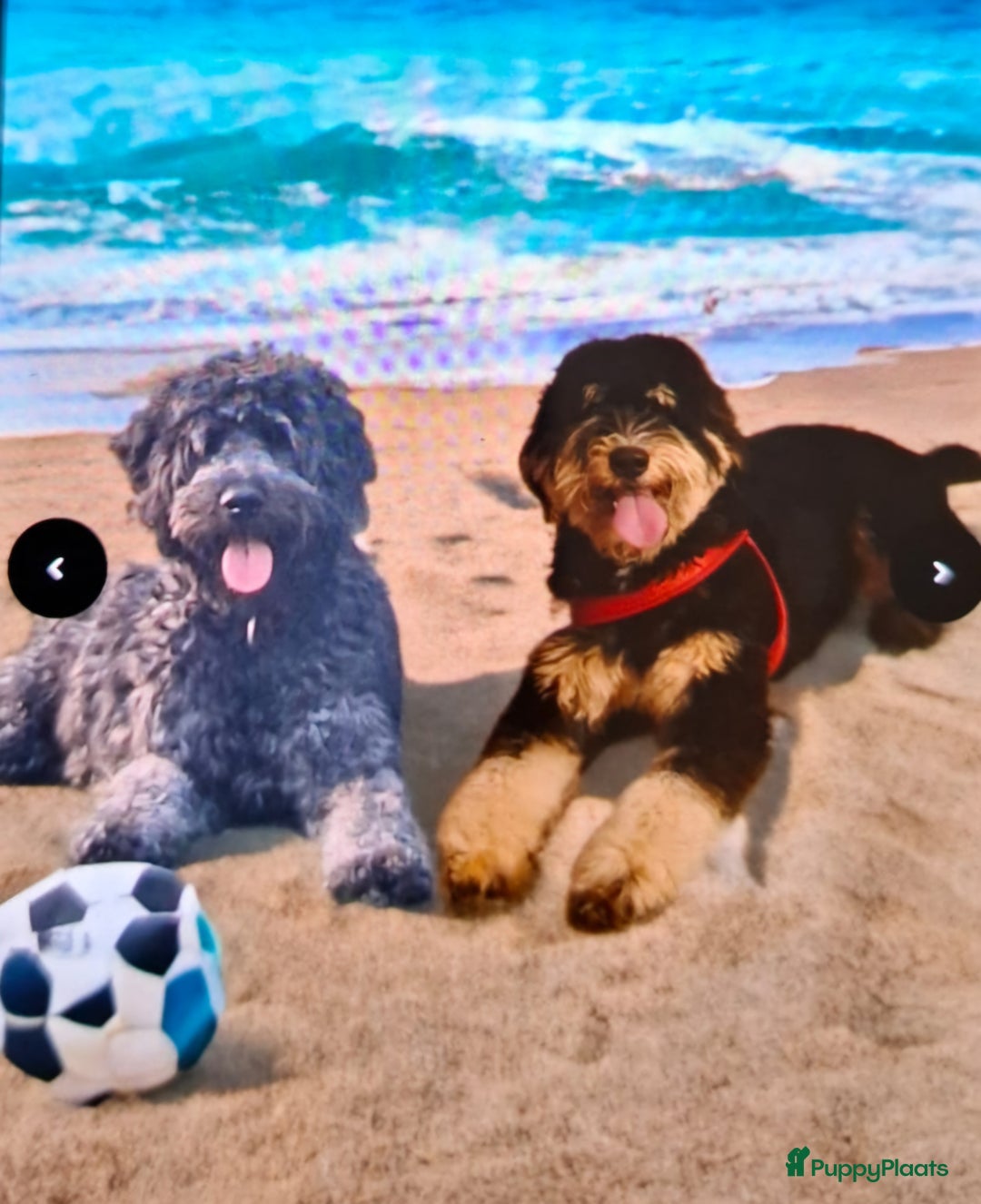 Bernedoodle honden te koop: Bernedoodles multigen - Afbeelding 6