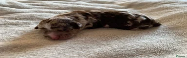Labradoodle Puppy 3