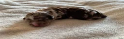 Labradoodle honden te koop: 6 prachtige Labradoodle puppy’s beschikbaar - Advertentie 15