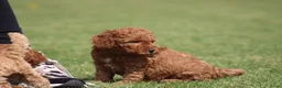 Cockapoo honden te koop: Cockapoo pups - Advertentie 7