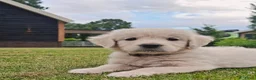 Golden Retriever honden te koop: Te koop lieve prachtige golden retriever pups - Advertentie 1