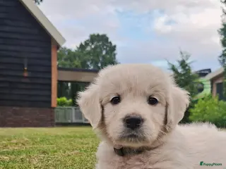Golden Retriever honden Te koop lieve prachtige golden retriever pups - Advertentie 4