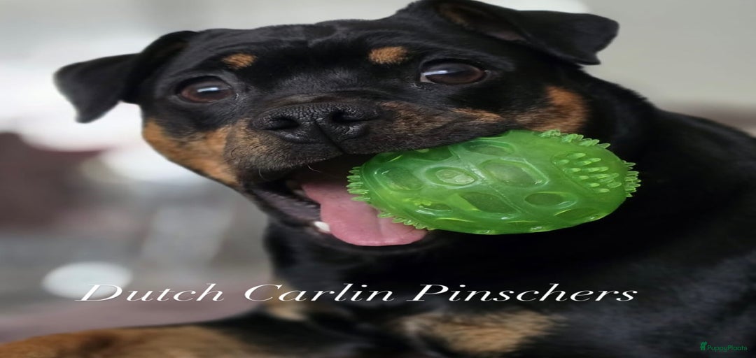 Galerij afbeelding {{count}}