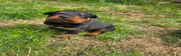 Rottweiler honden te koop: Prachtig mooie Rotweiler pups te koop! - Advertentie 17