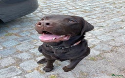 Labrador Retriever honden ter adoptie: Our Beloved Chocolate Lab Needs a New Home ❤️‍🩹🐶 - Afbeelding 8