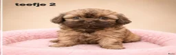 Kruising honden te koop: Prachtige boomer pups. Shih tzu maal maltezer. - Advertentie 4