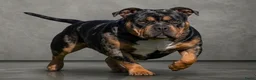 Amerikaanse Bully honden te koop: American Bully pocket pups verwacht - Advertentie 2