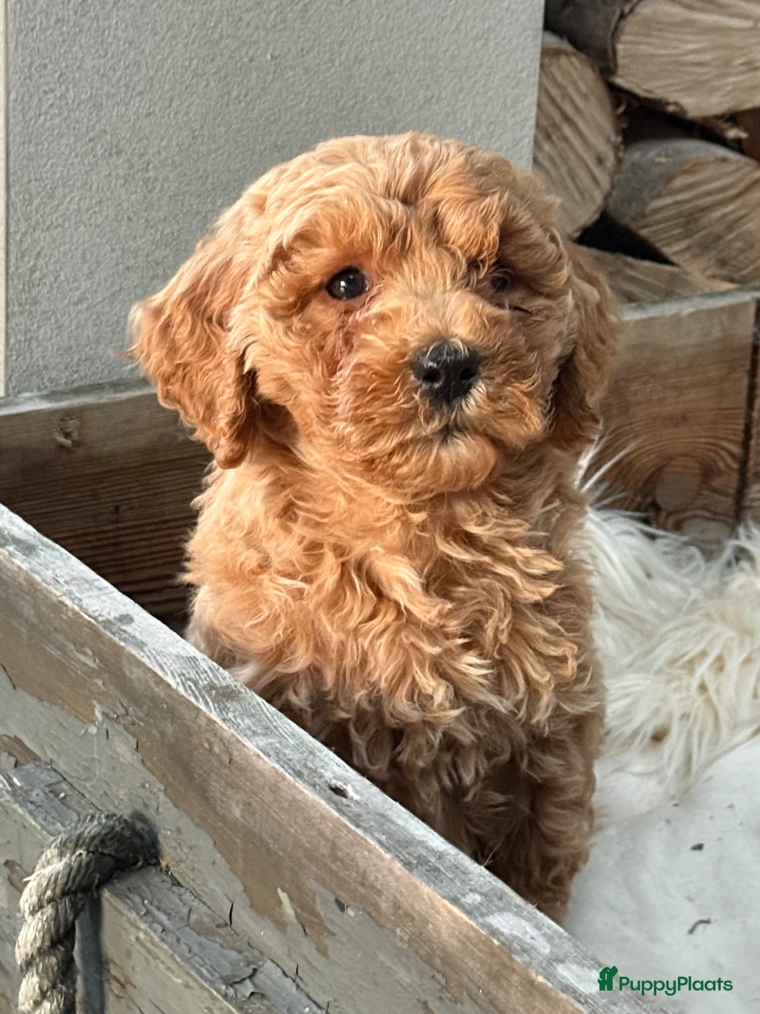 Labradoodle honden Labradoodle  - Advertentie 1