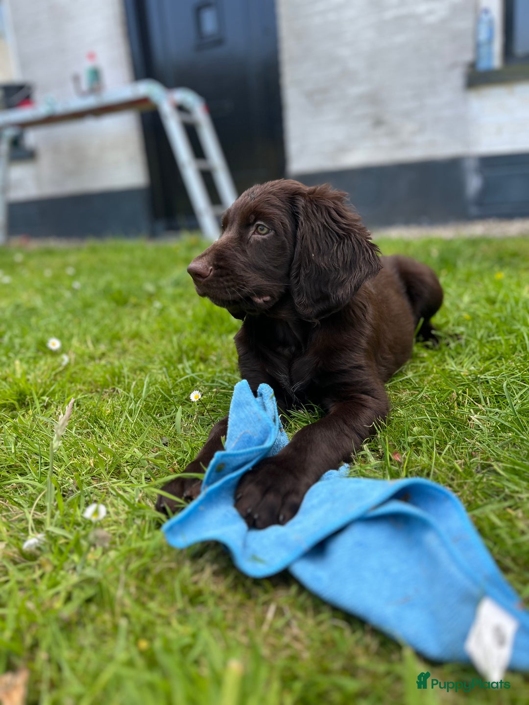Duitse Staande Hond Langhaar honden te koop: Duitse Staande Langhaar pups - Afbeelding 1