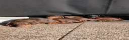 Dobermann honden te koop: Prachtige Dobermann pups - Advertentie 2